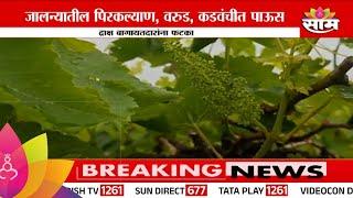 Jalna News : जालना मधे पावसामुळे द्राक्षाच्या घडांमध्ये पाणी  | Marathi News