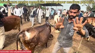 29 December 2024 Gadarwara pashu Mela Se gaay Bazar #GADARWRA PASHU MANDI MADHYAPRADESH