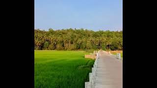 Kadatoka Paddy Fields Honnavar | ಕಡತೋಕಾ ಹೊನ್ನಾವರ ನಮ್ಮ ಉತ್ತರ ಕನ್ನಡ