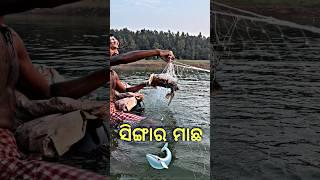 ହୀରାକୁଦ ଡ୍ୟାମ ରେ ସିଙ୍ଗାର ମାଛ ଧରା