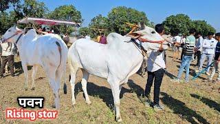 पवन।बैलगाङी दौड हरदा। Gaon ki Race। village cow। bail Doud। khillar bull।