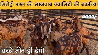 2 टाइम बच्चे देने वाली सिरोही नस्ल बकरिया/ sirohi pregnant female #goatmeeting Sirohigoatfarm