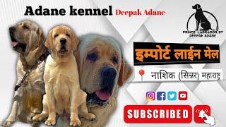 Labrador retriever|इम्पोर्ट लाईन लॅब्राडॉर🐶 लॅब्राडॉर विषयी मराठीतून माहिती|📍नाशिक(सिन्नर)महाराष्ट्र