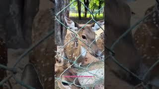 ನಾಮದ ಚಿಲುಮೆ ಜಿಂಕೆ ವನ ತುಮಕೂರು🦌