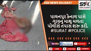 પાલનપુર કેનાલ પાસે ગાયનુ માથુ મળતા POLICEએ તપાસ શરૂ કરી.