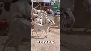 सोजत नस्ल के बच्चे पूरे गुलाबी || How To Start Goat Farming || बकरीपालन कैसे करे ||