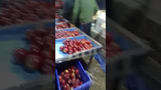 sangla valley apple #apple season#kinnaur apple#royal apple