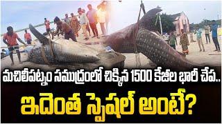 మచిలీపట్నం సముద్రంలో చిక్కిన 1500 కేజీల భారీ చేప.. ఇదెంత స్పెషల్ అంటే? | Bahubali Fish | News Chips
