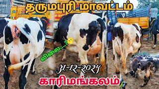 31-12-2024 காரிமங்கலம் மாட்டு சந்தை 🥰 சினை மாடு பால் மாடு விலை...🥰 தருமபுரி மாவட்டம்