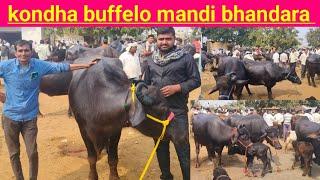 kondha animal market maharashtra india | kondha buffelo mandi bhandara maharashtra 🙋🙋🙋🙋🙋🙋