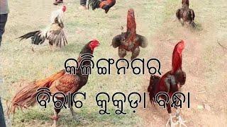 କଳିଙ୍ଗନଗର ବିରାଟ କୁକୁଡ଼ା ଲଢ଼େଇ ପ୍ରତିଯୋଗିତା