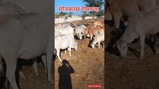 सोनकच्छ गोशाला ||