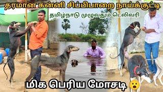 நாட்டு நாய் 🐕வளர்ப்பில் உள்ள மிகப்பெரிய மோசடியை😱 விளக்கும் திருப்பத்தூர் பூவரசன் 🤔👏