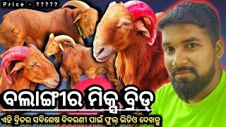 ବଲାଙ୍ଗୀର ମିକ୍ସ ବ୍ରିଡ୍ ବୋଦା//Balangir Mix Breeds Sheep 🐏🐏//Sheep farming Bhaskardipuvlogs