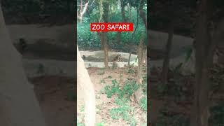 zoo safari