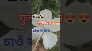 আজি ফুলনি  চাওঁ আহক 😍😍