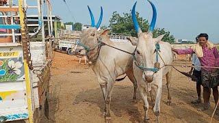 దేశపు సీమ ఎద్దులకు పలికిన రేట్లు//dheshiya Seema bull's video | Pattikonda Market video's