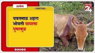 YAVATMAL - यवतमाळ शहराभोवती वाघाचा धुमाकुळ