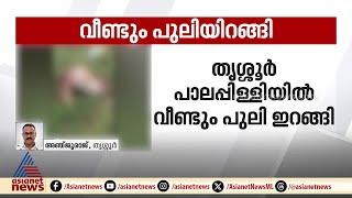 വീണ്ടും പുലിയിറങ്ങി; തൃശ്ശൂർ പാലപ്പിള്ളിയിൽ പുലി പശുക്കുട്ടിയെ കൊന്നു | Thrissur | Leopard