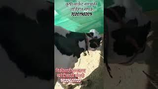 🐄 कृषी मार्केट संगमनेर 🐄                जाहिरात संपर्क 7020198209