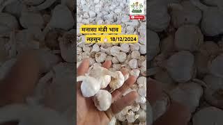 लहसुन मंडी भाव मनासा । Garlic rate today Manasa Mandi।#manasamandi #mandibhav #shorts E_kisaan