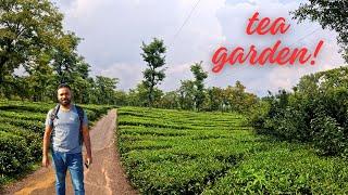 चाय का बाग़ान पालमपुर