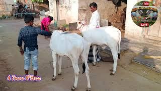 4 నెలల కోడెదూడలు దోడెం వెంకట్రాముడు దాసరపల్లి గ్రామం దువ్వూరు మండలం కడప జిల్లా