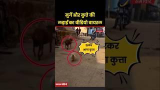 छत्तीसगढ़ के कांकेर में मुर्गे और कुत्ते की लड़ाई का Video Viral