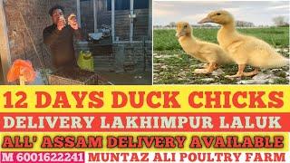 Lakhimpur laluk 12 days Duck chicks Delivery Dilu M 6001622241 ALL Assam Delivery Available