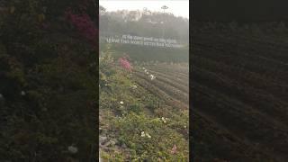 #jain hills farm visit at jalgaon 🌷🌷🌷 #farming #flowers farming