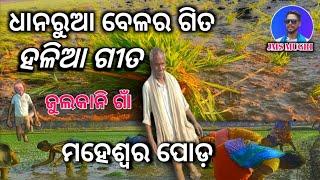 ବଲାଙ୍ଗୀର ଜୁଲକାନି ! ଧନରୁଆ ବେଳର ଗିତ | ପଲାରୂଆ ହଳିଆ ଗୀତ ମହେଶ୍ବର ପୋଡ଼ | Halia gita culture song Odisha