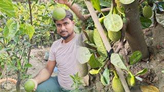 শিফা নার্সারি হাড়োয়া হাদিপুর দেগঙ্গা থানা বেড়াচাঁপা থেকে পাঁচ মিনিট অটুই চেপে অনলাইন