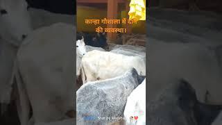 जनपद सीतापुर नगर पंचायत महोली के कान्हा गौशाला में गौवंश के लिये दाने की व्यवस्था।