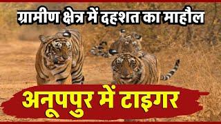 "अनूपपुर में बाघ का आतंक! ग्रामीणों में दहशत, वन विभाग की सख्त निगरानी" "Tiger Terror in Anuppur!