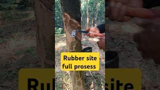 Rubber plant cutting | how to cut rubber plant cutting