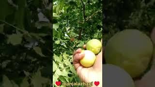 Lemon harvest 🍋எலுமிச்சை அறுவடை🌳 Happy life of Ariyalur ponnu 🥰