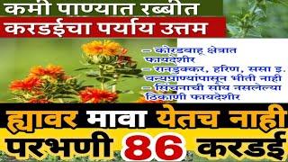 करडई परभणी 86 वान l करडई लागवड माहिती l लवकर येणारी करडई l कमी पाण्यात येणारी करडई l