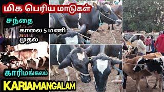 மிக பெரிய மாடுகள் சந்தை|காலை 5 மணி முதல்|காரிமங்கலம் Kariamangalam Modernpannai