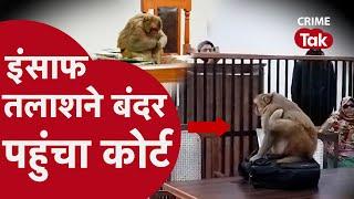 वाराणसी कोर्ट रूम में बंदर का ड्रामा! | Monkey Creates Chaos in Varanasi Court - Viral Video 2024