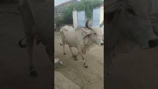 Gir cow deshi cow and kankrej cow farm gujarat ગીર ગાય દેશી ગાય અને કાંકરેજ ગાય ફાર્મ gujrat