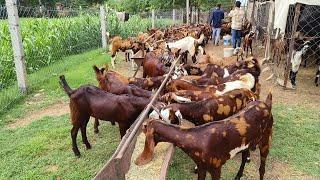 ₹_9000 सिरोही नस्ल के बेहतरीन बकरे India,s largest goat farming sirohi goat