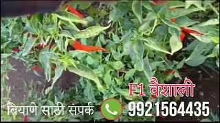 F1 वैशाली मिरचीची कमाल शेतकरी मालामाल 💸🌶🌱| व्हायरस फ्री