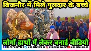 Bijnor News | बिजनौर में मिले गुलदार के बच्चों को लोगों ने हाथों में लेकर बनाई वीडियो।