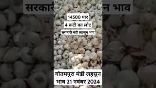 गोतमपुरा मंडी लहसुन भाव 21 नवंबर 2024