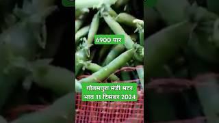 गौतमपुरा मंडी मटर भाव 11 दिसंबर 2024