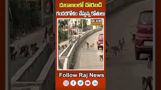 దుకాణంలో చొరబడి గందరగోళం చేస్తున్న కోతులు | Nizamabad | Rajnewstelugu