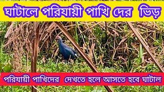 ঘাটালে পরিযায়ী পাখি দের ভিড় / পরিযায়ী পাখিদের  দেখতে হলে আসতে হবে ঘাটাল /