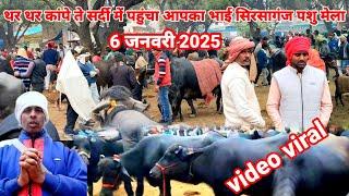 6 जनवरी 2025 सिरसागंज पशु मंडी | Sirsaganj Pashu Mandi | सर्दी और कोहरा के बीच क्या रहा मंडी का भाव