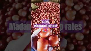 Madanapalle Tomato top prices 🍅