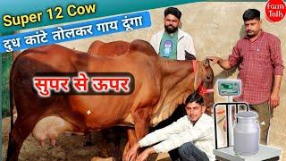 दुध कांटे तोलकर लो 👍 Top 12 Cow Big Lot 👌 हनुमानगढ़ की प्रसिद्ध दुधारू गाय ✅ Dairy Farm Talk